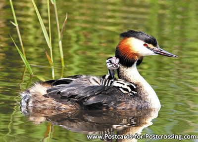 vogelkaarten, ansichtkaarten vogels Fuut met jongen, bird postcards Grebe with young, Vögel postkarte Taucher mit jungen