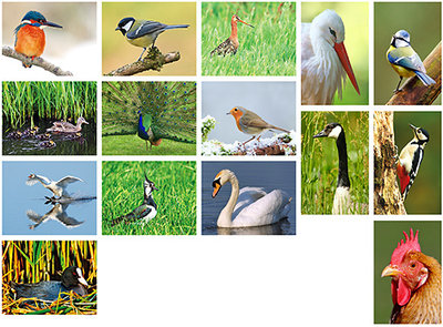 kaartenset van vogels - Postkarten set Vögel
