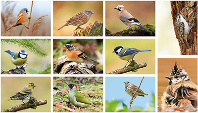 Postkaarten / ansichtkaarten set vogels
