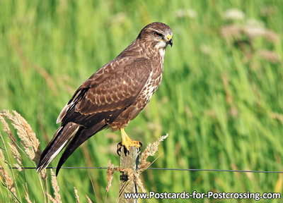 ansichtkaart roofvogels Buizerd - postcard raptor bird Common buzzard - postkarte greifvögel Mäusebussard