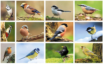 Ansichtkaarten vogels