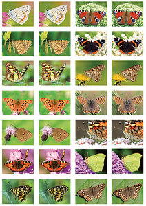vlinders stickers - stickervellen met vlinders