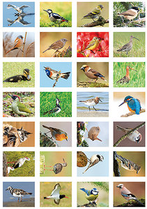 Vogel stickervel - stickervel met allemaal verschillende vogels