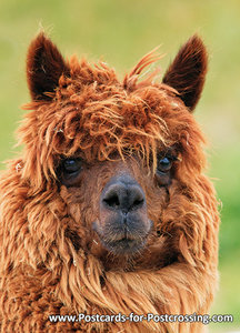 Alpaca kaart - Prachtige postkaart / ansichtkaart van een Alpaca