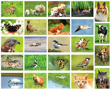 ansichtkaarten set dieren