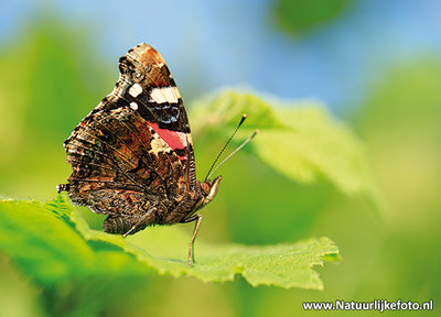 Ansichtkaart Atlanta vlinder