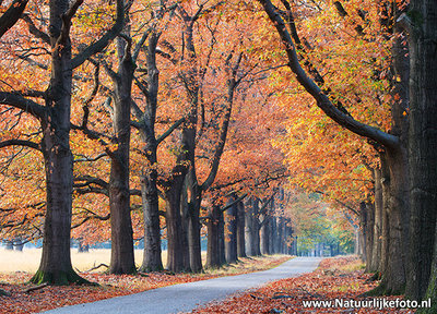 herfst kaart - Prachtige postkaart / ansichtkaart van een herfst laantje