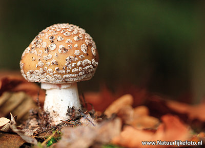 Ansichtkaart herfst - paddestoel