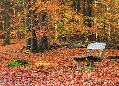 ansichtkaart herfst bankje