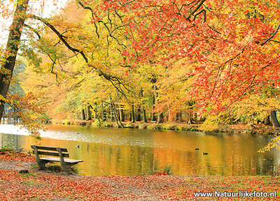 Ansichtkaart bankje in de herfst