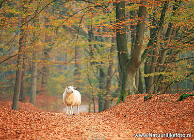 Ansichtkaart schaap in de herfst