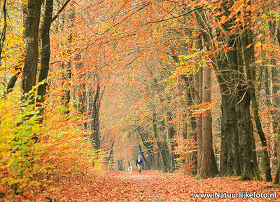 ansichtkaart herfstlaantje met wandelaar met hond