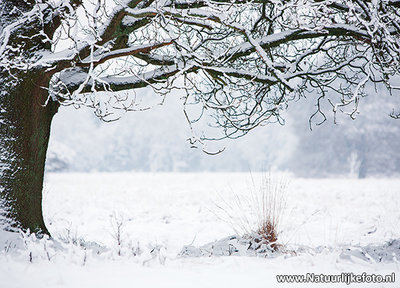 ansichtkaart winters landschap