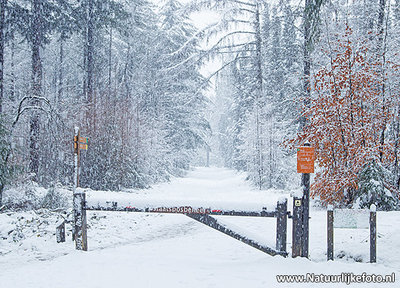 ansichtkaart winterslaantje met hek