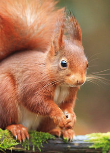 Dierenkaarten eekhoorn