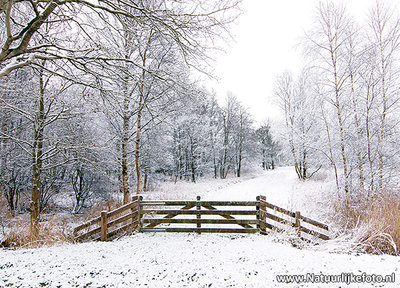 ansichtkaart winterlandschap in de Alde Feanen 