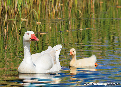 ansichtkaart Boerengans met jong