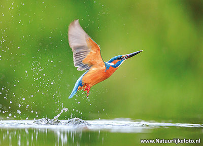 ansichtkaart opvliegende ijsvogel