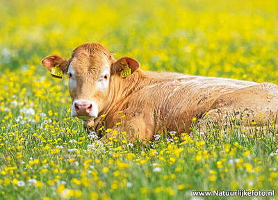 Ansichtkaart Limousin koe