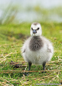 Ansichtkaart jonge Canadese gans