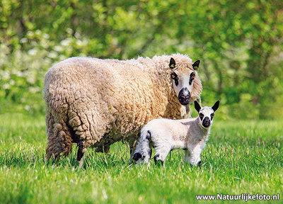 Ansichtkaart Kerry Hill schapen