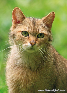 Ansichtkaart wilde kat