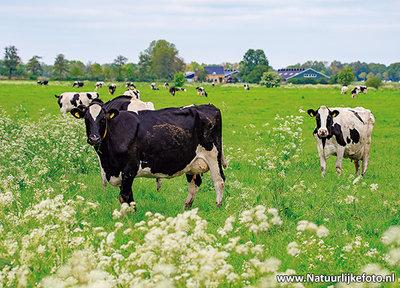 ansichtkaart koeien in de wei (0656)