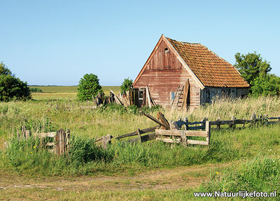 Ansichtkaart schapenboet op Texel