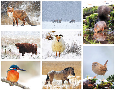 Set goedkope kerstkaarten dieren - 8 enkele kaarten zonder enveloppe