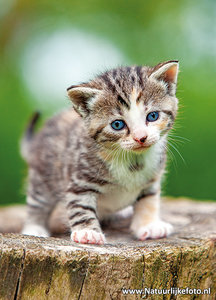 Ansichtkaart Poes - Natuurlijkefoto.Nl