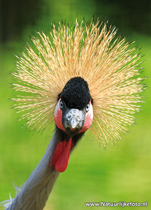 ansichtkaart grijze kroonkraanvogel