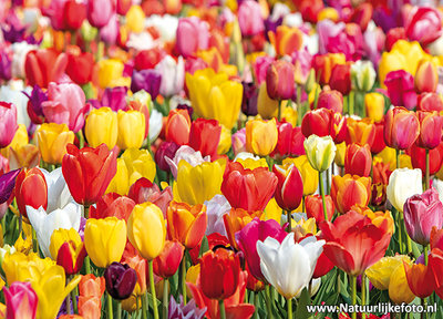 ansichtkaart tulpenveld