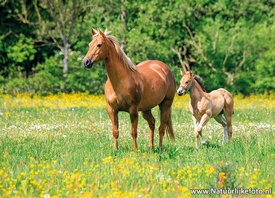 ansichtkaart paard met veulen