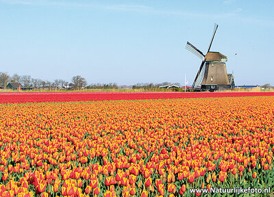 ansichtkaart molen met tulpen