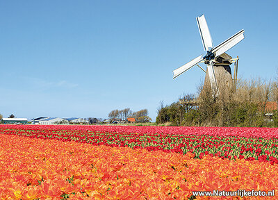 ansichtkaart molen met tulpen