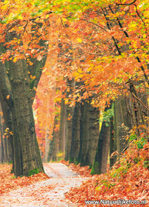 ansichtkaart herfstlaantje