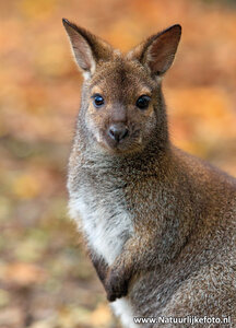 ansichtkaart Bennet wallaby