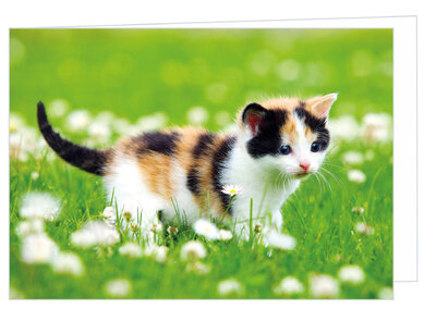 Blanco wenskaart kitten - dubbele kaart met envelop