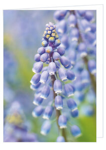 Blanco wenskaart blauwe druifjes - dubbele kaart met envelop