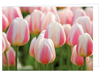 Blanco wenskaart roze tulpen - dubbele kaart met envelop