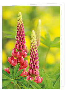 Blanco wenskaart lupine - dubbele kaart met envelop