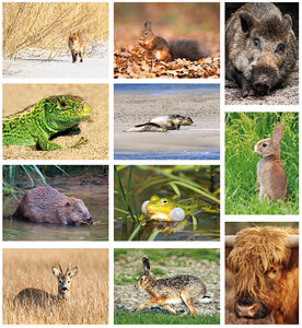 Ansichtkaarten set dieren in Nederland