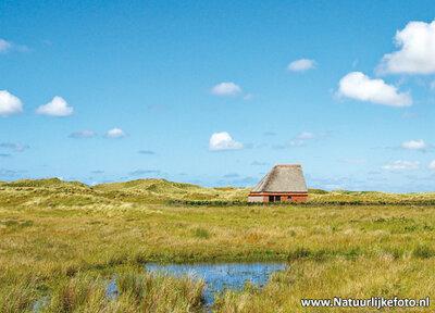 ansichtkaart schapenboet op Texel