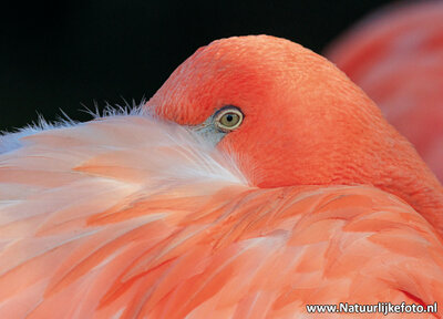 ansichtkaart flamingo