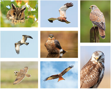 Roofvogels en uilen ansichtkaarten set