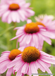 bloemen kaarten, ansichtkaart bloemen Zonnehoed - Coneflower postcard - blumen Postkarten Sonnenhut