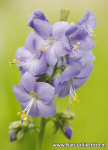ansichtkaart Jacobsladder kaart - Jacobs Ladder postcard - Blume Postkarte Jacobsladder