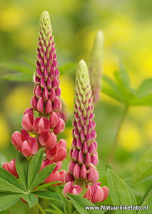 ansichtkaart Lupine kaart - Lupine postcard - Blume Postkarte Lupine