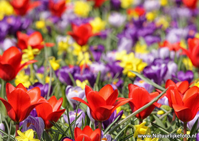 ansichtkaart bloemenperk kaart