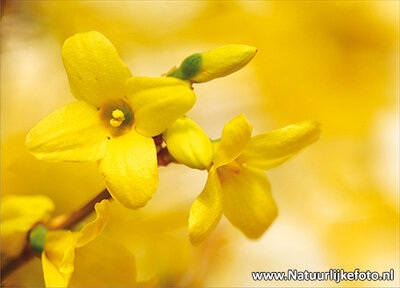 ansichtkaart Forsythia kaart - Forsythia postcard - Blume Postkarte Forsythia